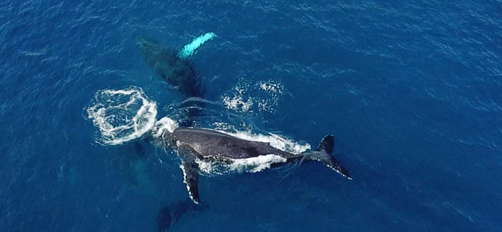 5 Ways You Can Save the Whales