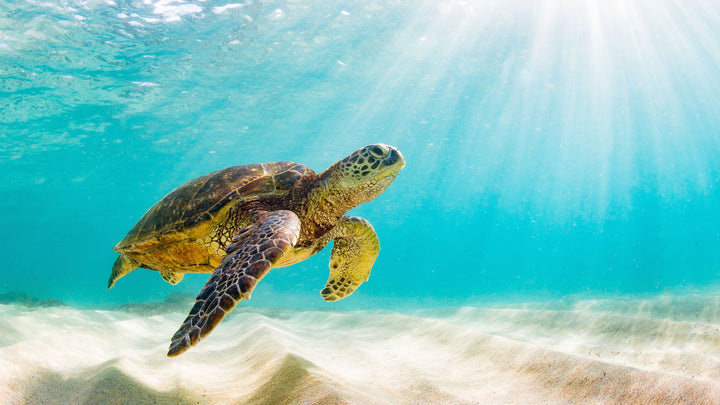 20 Totally Awesome Sea Turtle Facts